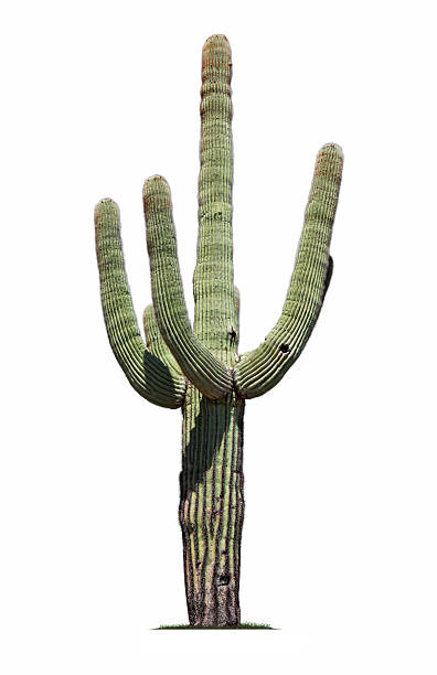 Saguaro Cactus A saguaro cactus isolated on white.To see more isolated trees click on the link below: saguaro cactus stock pictures, royalty-free photos & images