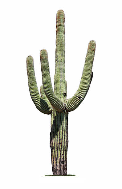 karnegia olbrzymia - cactus green environment nature zdjęcia i obrazy z banku zdjęć