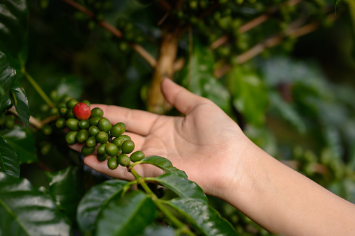The focus is on the hands of an Asian Chinese woman harvesting organic coffee beans that must be harvested by hand during the harvest season.\t\nCategory\t\nFood