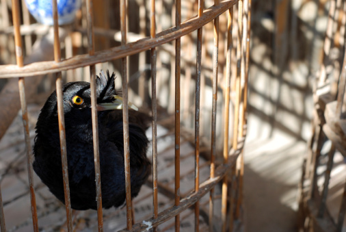 Black bird in a Wooden Cage