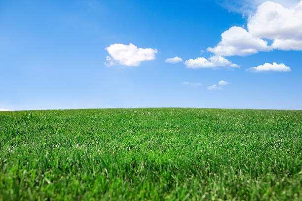 istock Green landscape with blue sky 183043158