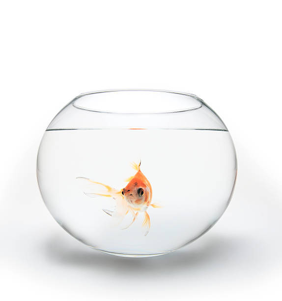 istock Red fish in a transparent glass bowl,  white background 183043306