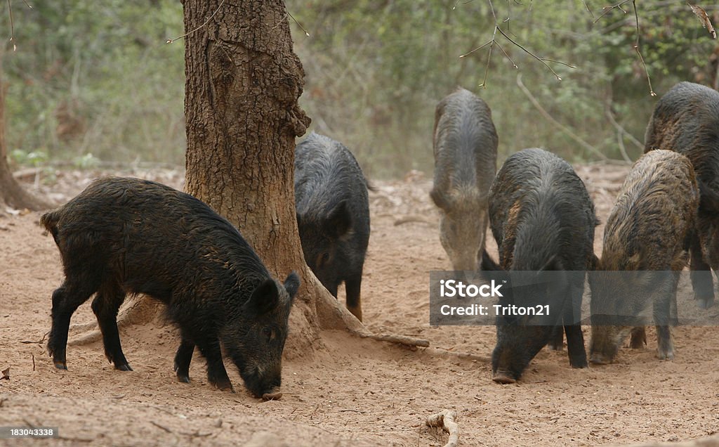 Wild Hogs Füttern Baby - Lizenzfrei Hausschwein Stock-Foto