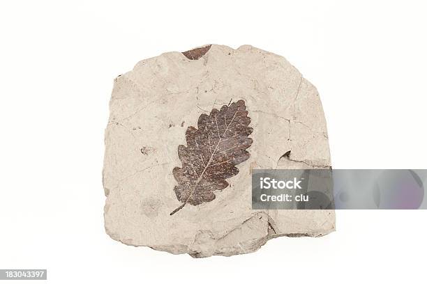 Petrification De Una Hoja Foto de stock y más banco de imágenes de Fósil - Fósil, Recortable, Antiguo