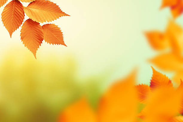 istock Autumn foliage on defocused background 183043423