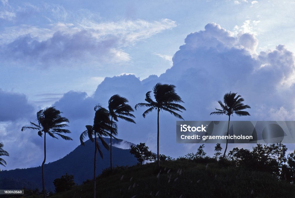 Palmeras - Foto de stock de Aire libre libre de derechos