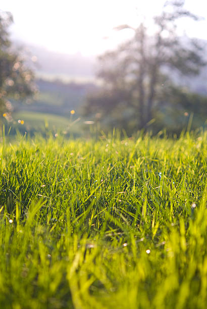 istock Green Gras in autumn 183043639