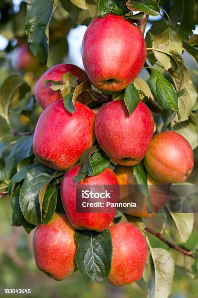 Manzanas De Árbol Foto de stock y más banco de imágenes de Agricultura - Agricultura, Aire libre, Color - Tipo de imagen