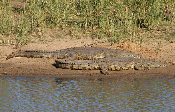 istock Three large nile crocodiles lying on a African river bank 183043657