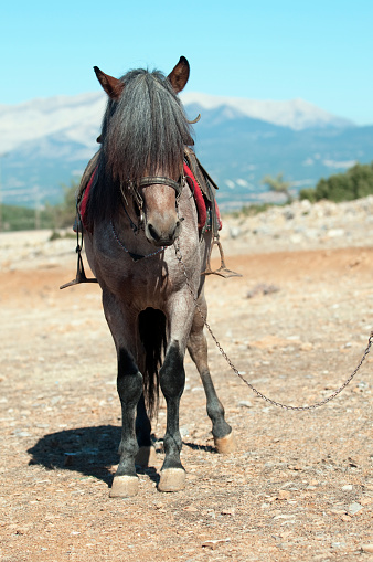 During traditional horse racings in Tavas, Denizli, Turkey...