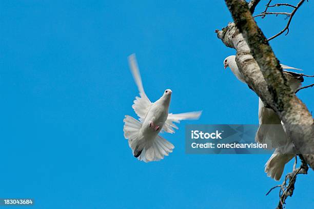 Colombe In Volo - Fotografie stock e altre immagini di Ala di animale - Ala di animale, Albero, Ambientazione tranquilla