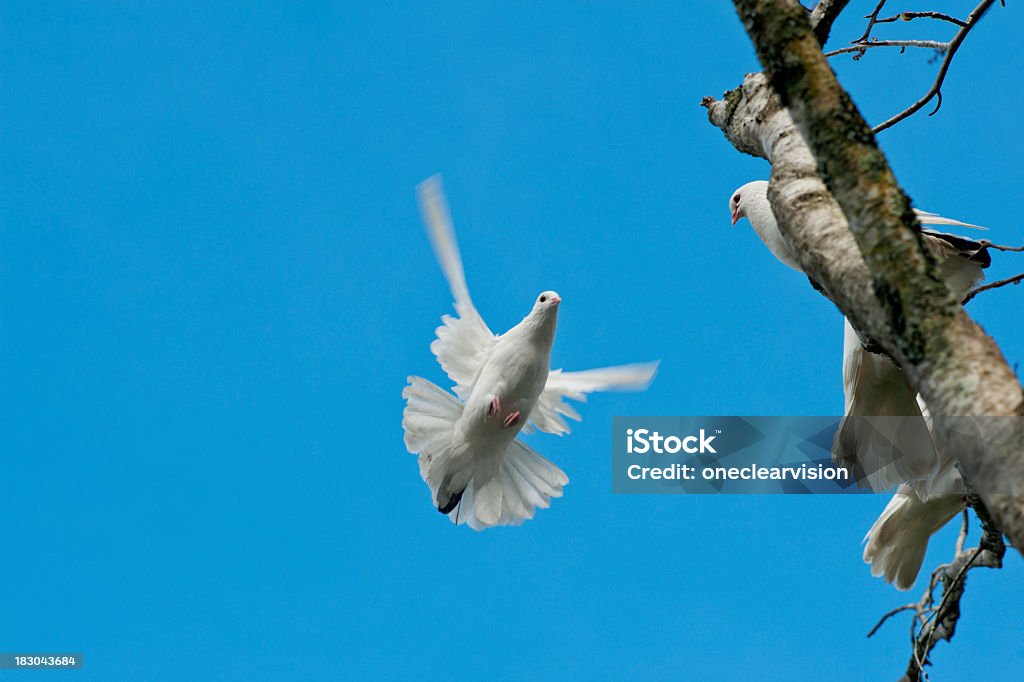Dove in Flight Flying dove and two doves perched on a tree branch Animal Stock Photo