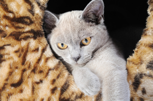Young burmese kitten sitting in leopard fabric.