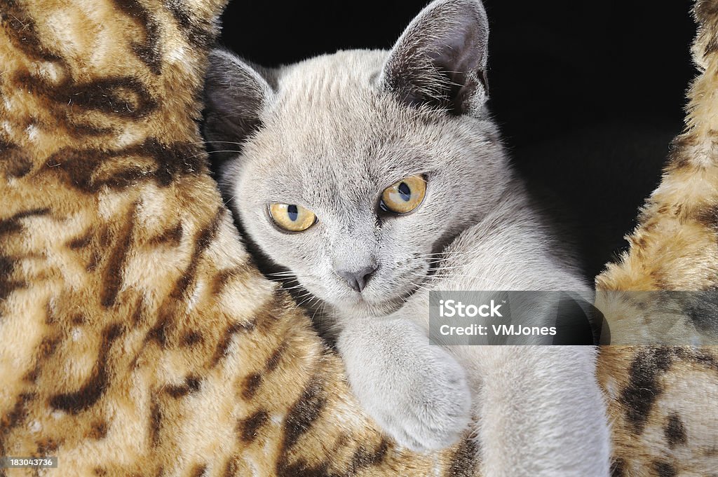 Azul Filhote de Gato birmanês - Royalty-free Myanmar Foto de stock