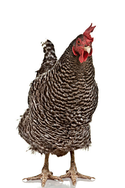 Plymouth Barred Rock Hen isolated on pure white.