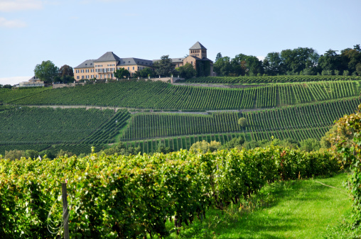 Vineyard in German wine country. Taken with a Nikon D90 camera.