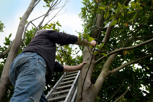 Unrecognizable woman pruning fruit trees. Hand with pruning shears detail. Springtime gardening jobs.