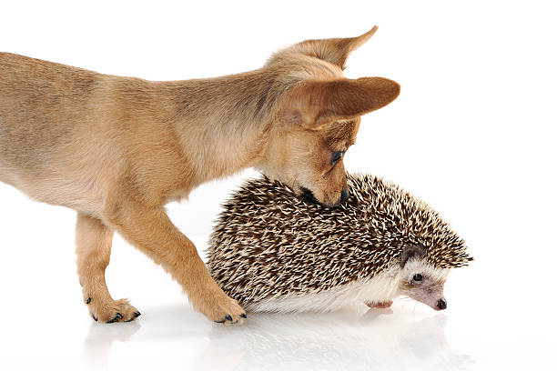 istock hedgehog and chihuahua 183043957