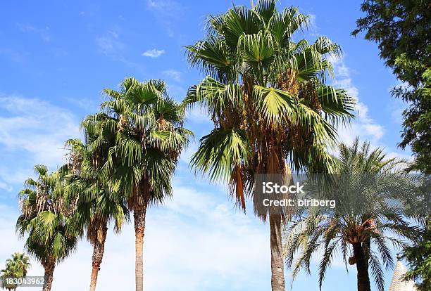 Palme A Siviglia Spagna - Fotografie stock e altre immagini di Albero - Albero, Alto, Ambientazione esterna