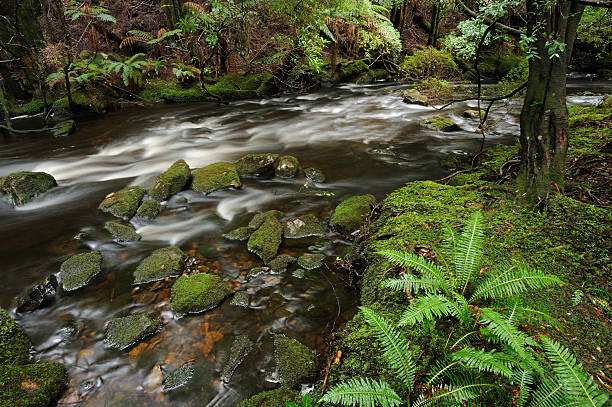 Franklin-Gordon Wild Rivers National Park in Tasmania