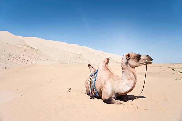 верблюд в пустыне гоби - bactrian camel camel independent mongolia gobi desert стоковые фото и изображения