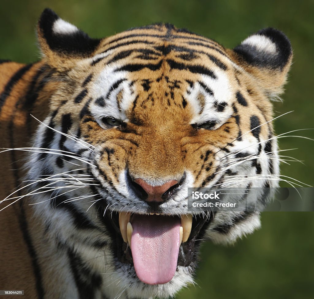 tiger de cenoura, a língua para fora - Foto de stock de Tigre royalty-free