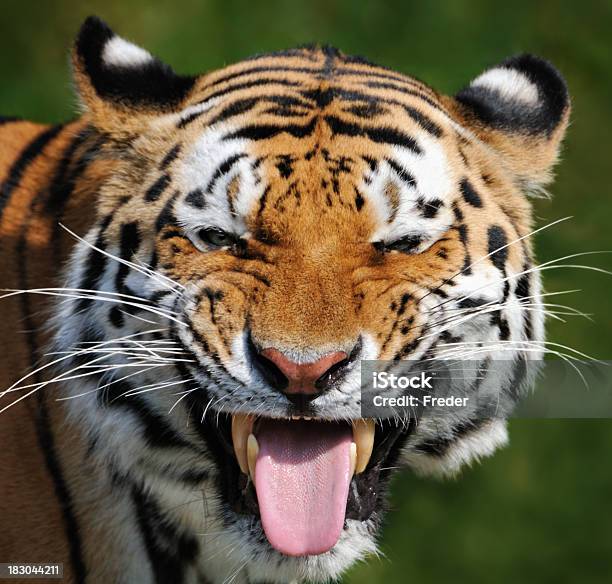 Foto de Tiger De Cenoura A Língua Para Fora e mais fotos de stock de Tigre - Tigre, Colocar a língua para fora, Humor