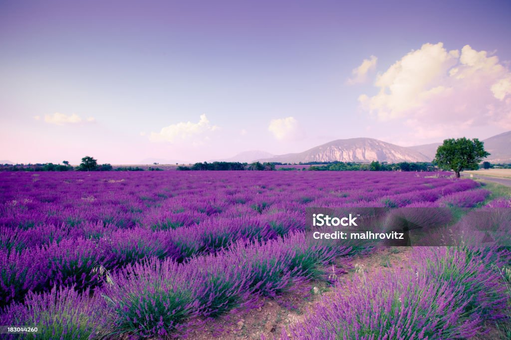 Plateau de Valensole Krajobraz - Zbiór zdjęć royalty-free (Kolor lawendowy)