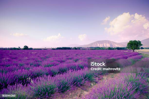 Plateau De Valensole Krajobraz - zdjęcia stockowe i więcej obrazów Kolor lawendowy - Kolor lawendowy, Lawenda - roślina, Łóżko