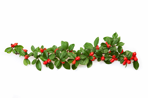 Christmas decoration with red berries