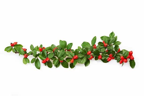 Photo of Christmas decoration with red berries
