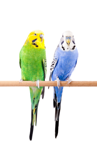 colorful birds in the cage