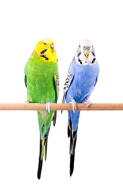Green and Blue Budgie Green and Blue Budgie budgerigar photos stock pictures, royalty-free photos & images