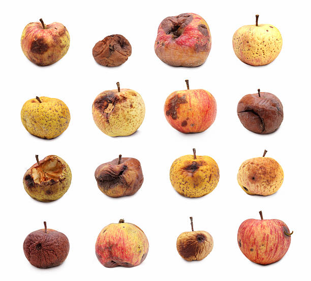 Rotten Apples on White Rotten apples isolated on white background. bruised fruit stock pictures, royalty-free photos & images