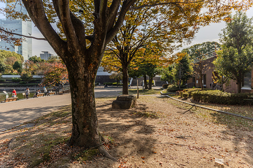 Tranquil Rest Area amidst Beautiful Autumn Trees and Leaf-Covered Ground in Tennoji Park, Osaka, Japan