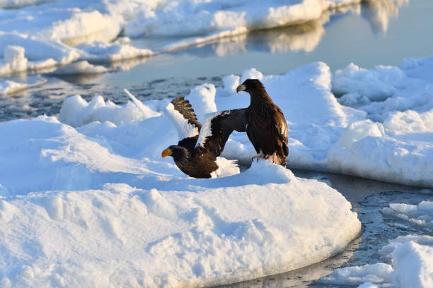 istock Bird watching with floating ices in winter 1830445334