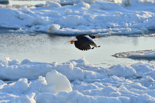 istock Bird watching with floating ices in winter 1830445903