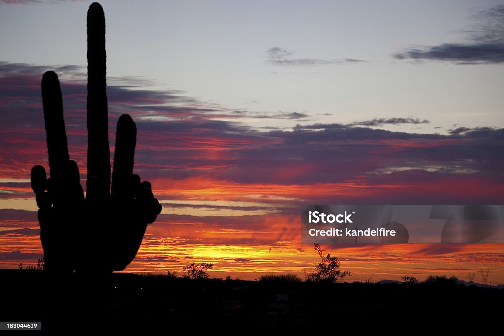 Zachód słońca w Saguaro - Zbiór zdjęć royalty-free (Bez ludzi)