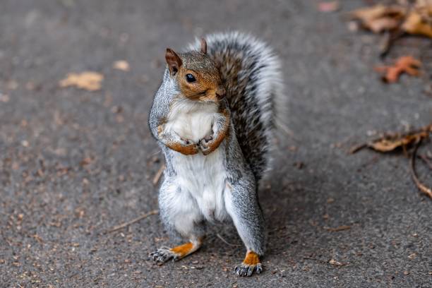 a squirrel is on the pavement eating something with it's paws