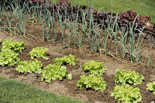 istock Vegetable garden with lettuce and onions 183044806