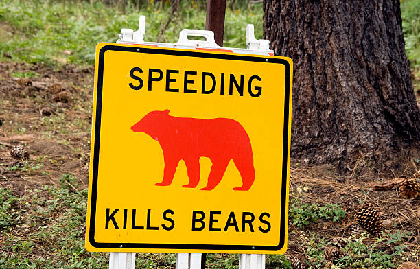 istock Bears sign of passage 183044941