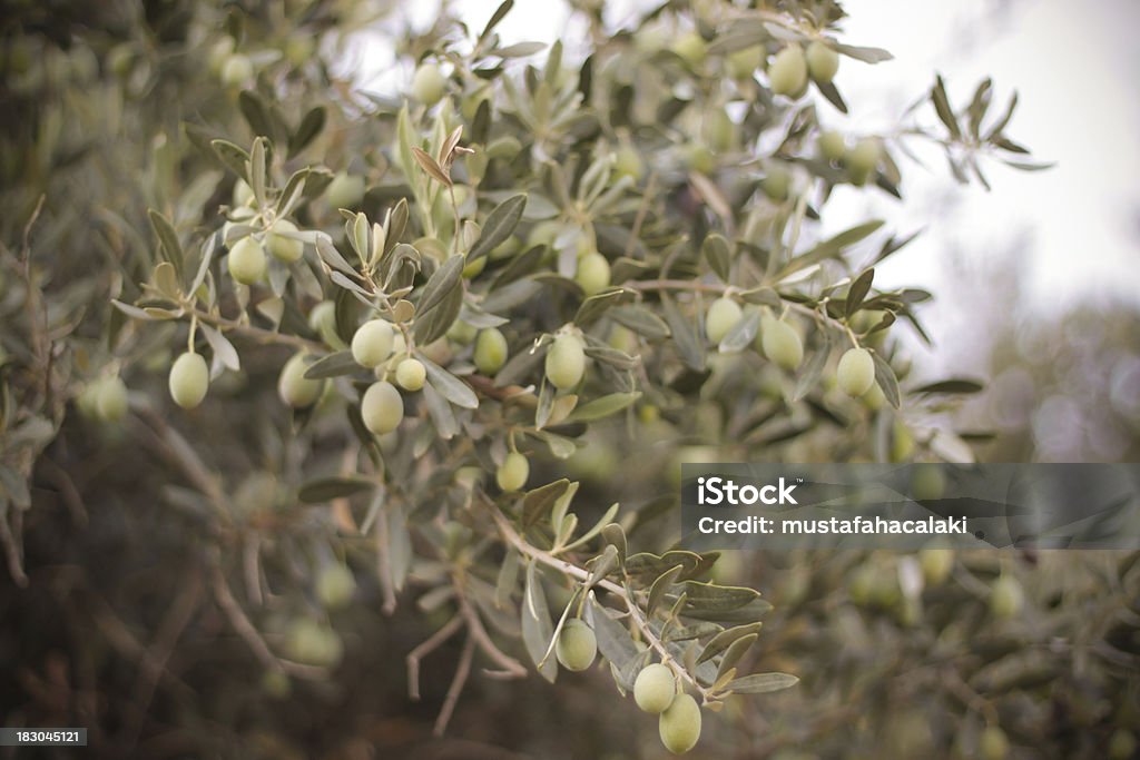 Green olive tree Green olive tree branches Backgrounds Stock Photo