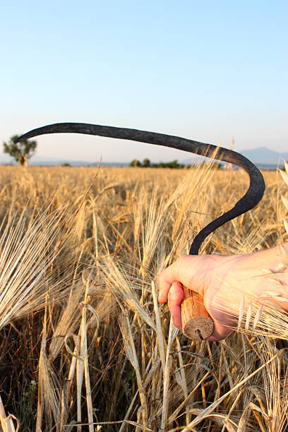 istock Farmers working in a field of wheat 183045388