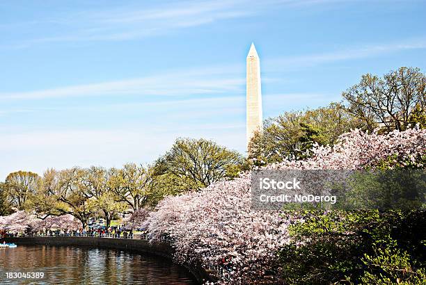 Washington Monument During Spring Cherry Blossom Festival Stock Photo - Download Image Now