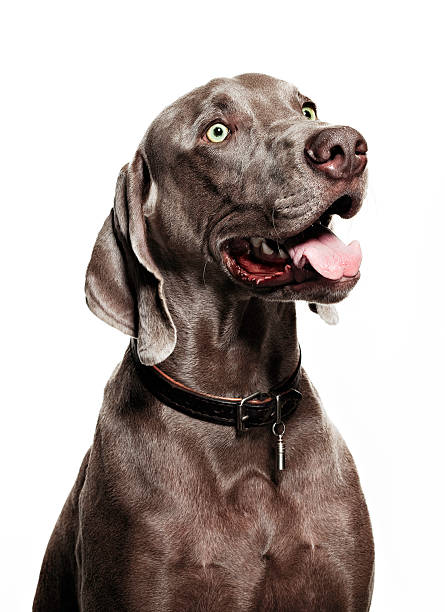 istock Portrait of a dog 183045531