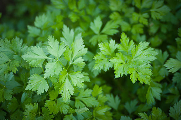 Italian parsley Italian parsley growth at garden. Shallow DOF. parsley stock pictures, royalty-free photos & images
