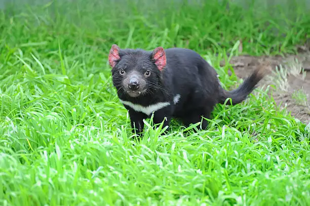 The Tasmanian devil (Sarcophilus harrisii) is a carnivorous marsupial of the family Dasyuridae now found in the wild only in the Australian island state of Tasmania. Copy space.