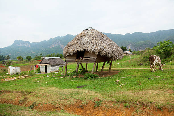 istock cuban farm hut and cow 183045675
