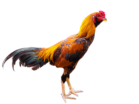 The red rooster stood and stared. On white background isolated