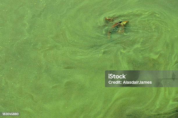 Azul Esverdeada Bloom Closeup - Fotografias de stock e mais imagens de Bloom Algal - Bloom Algal, Lago, Cianobactéria